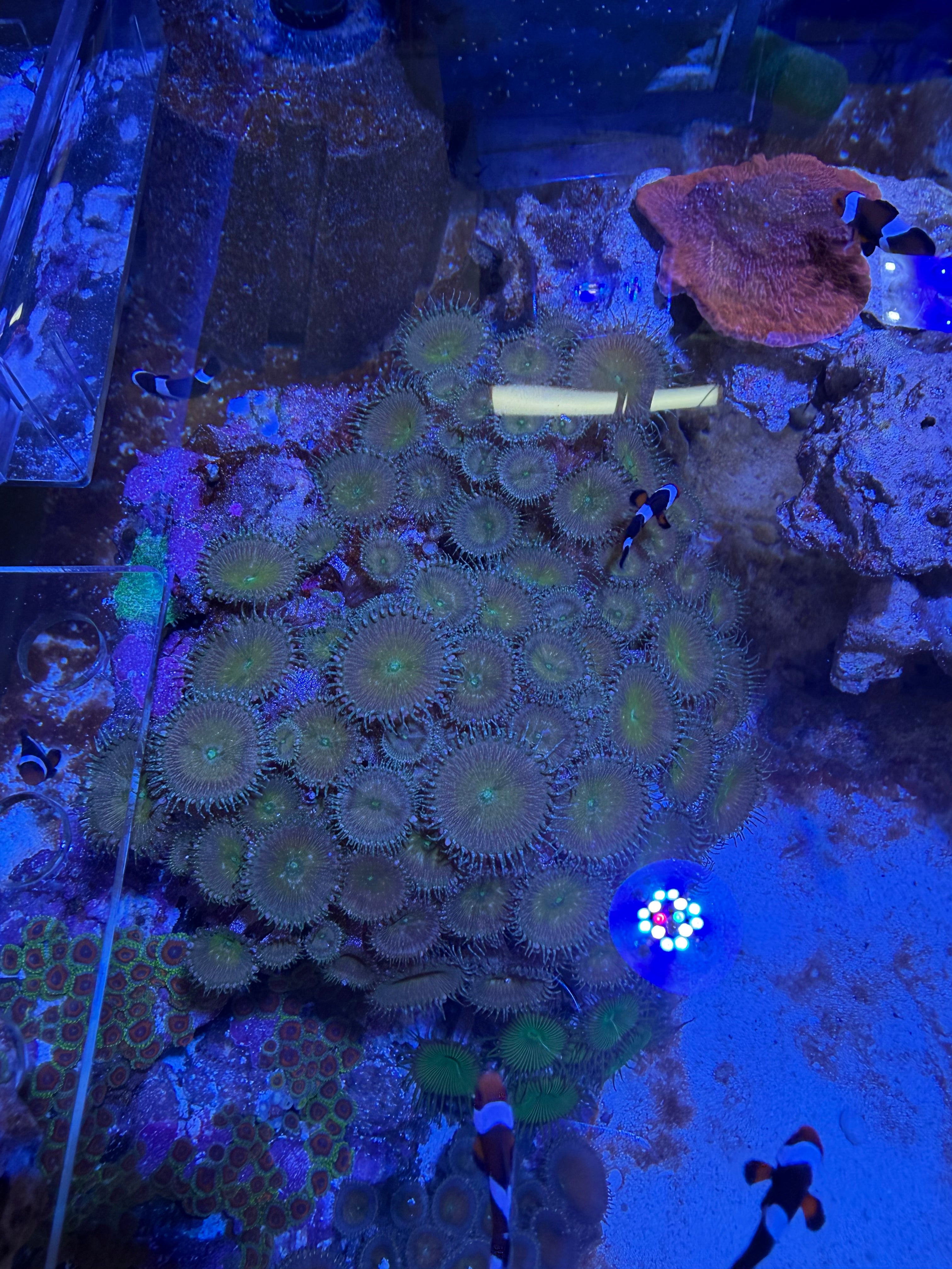 WYSIWYG Large Paly Colony