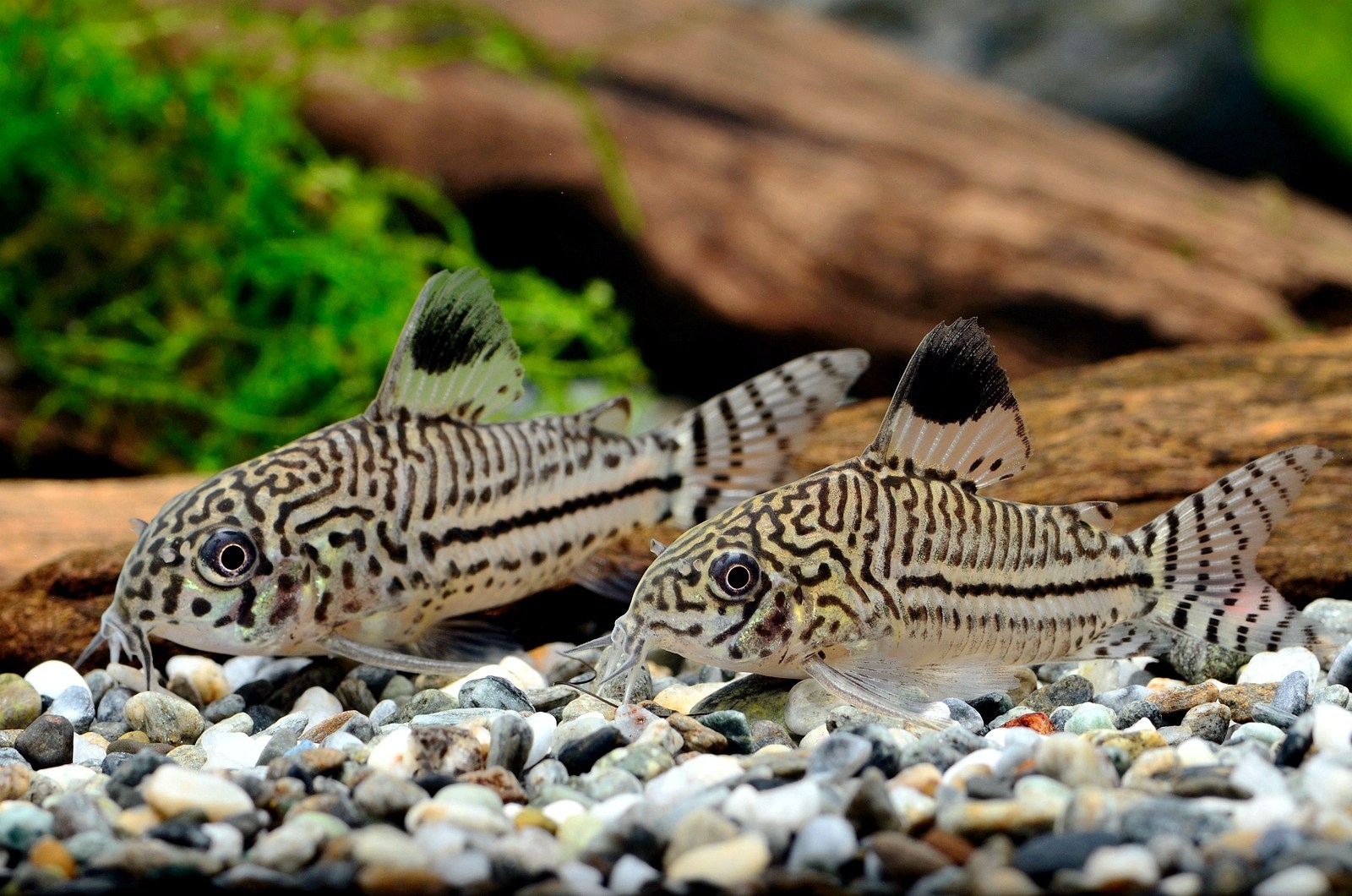 Julii Corydoras