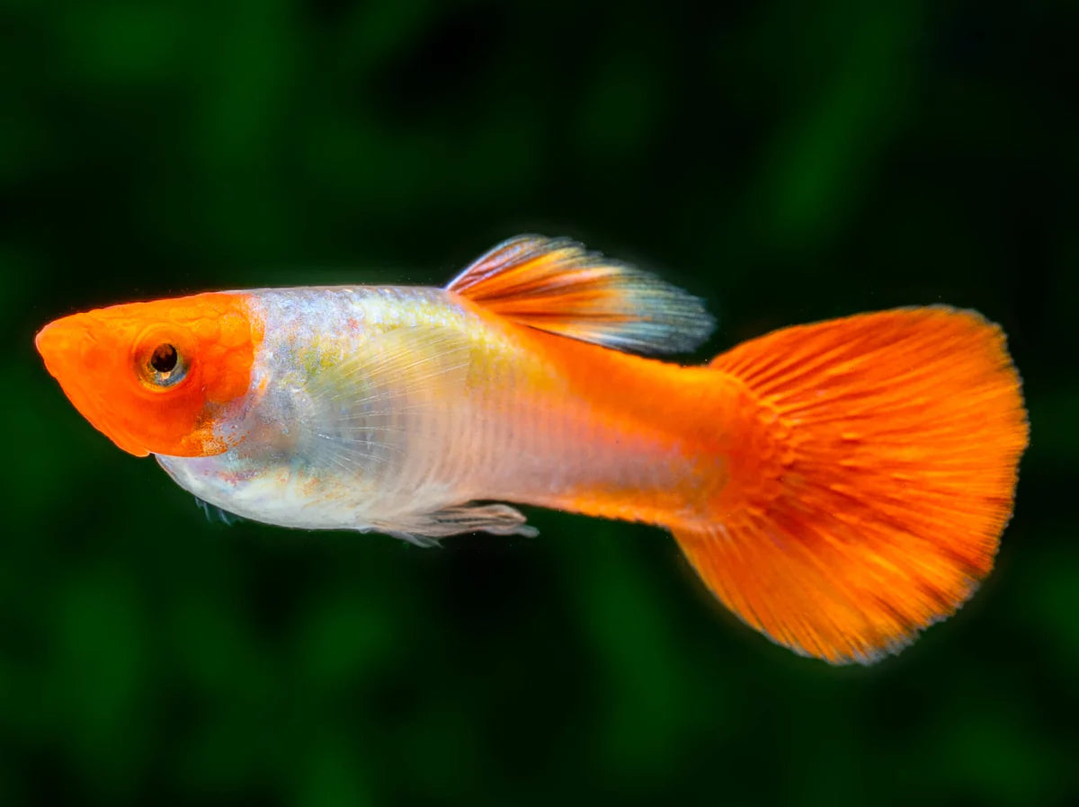 Koi Guppy Pair