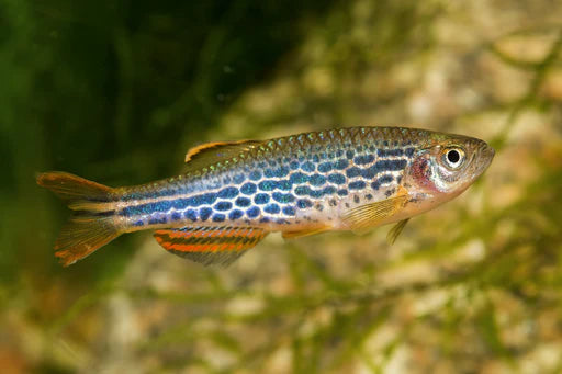 Spotted Kyathit Danio