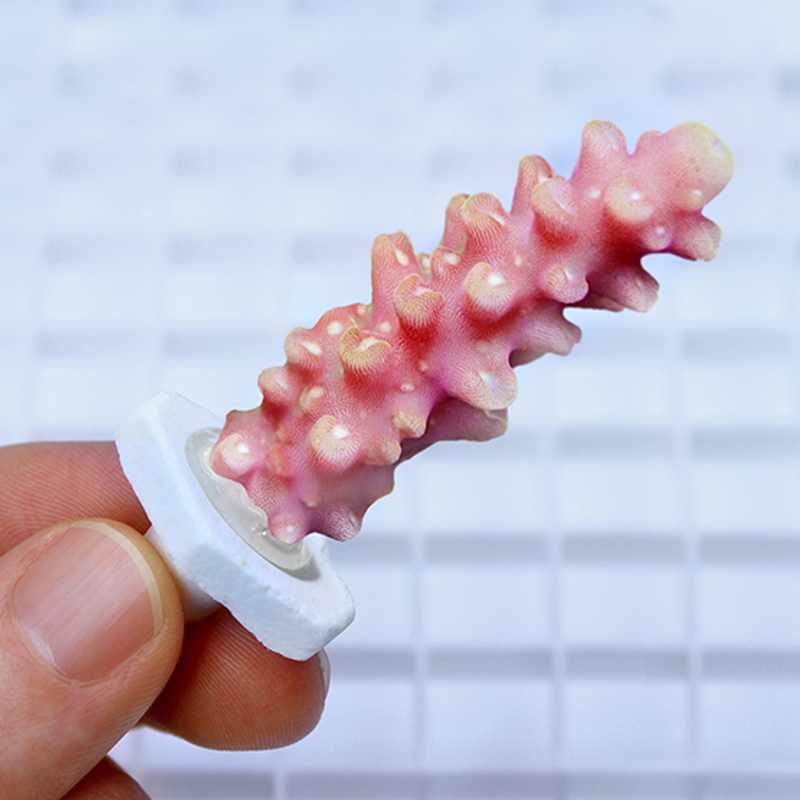 Seachem Coral Plugs 12pc