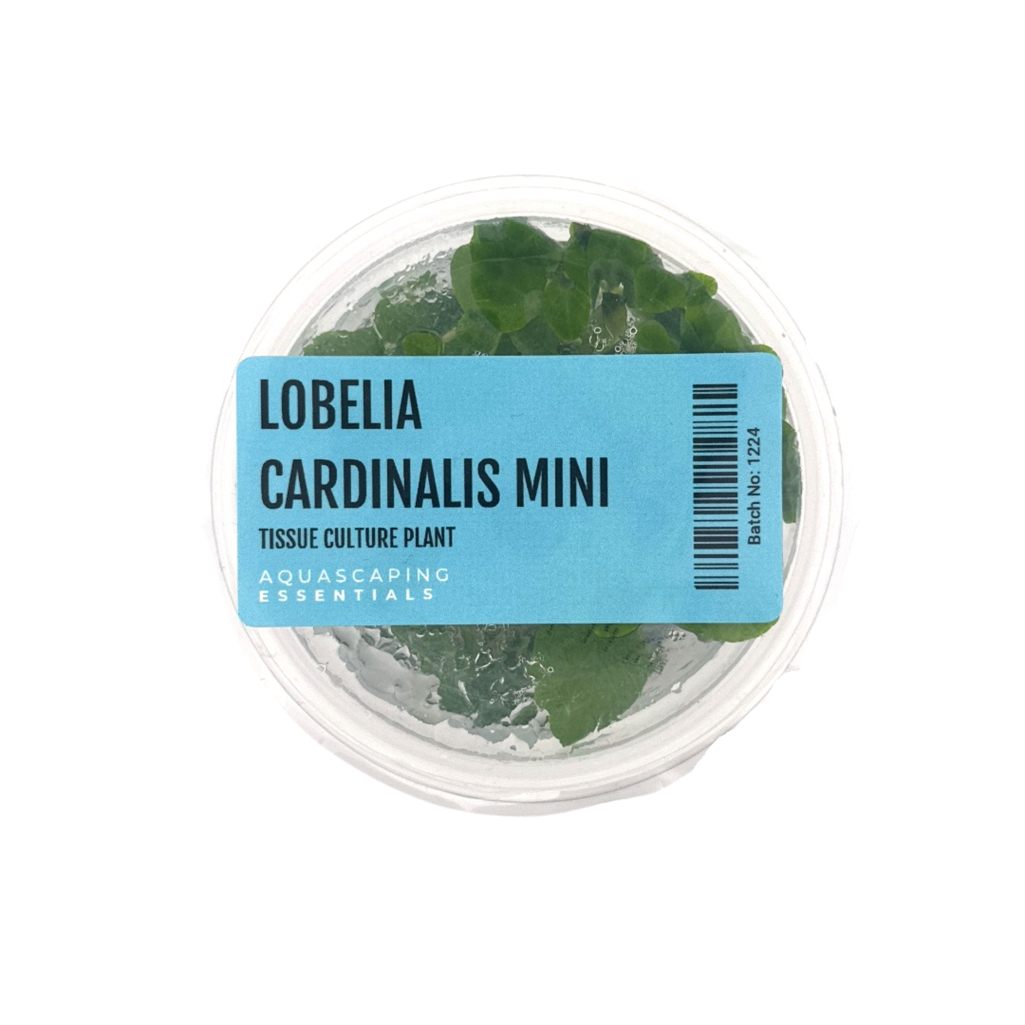 Aquascaping Essentials – Lobelia Cardinalis Mini Tissue Culture