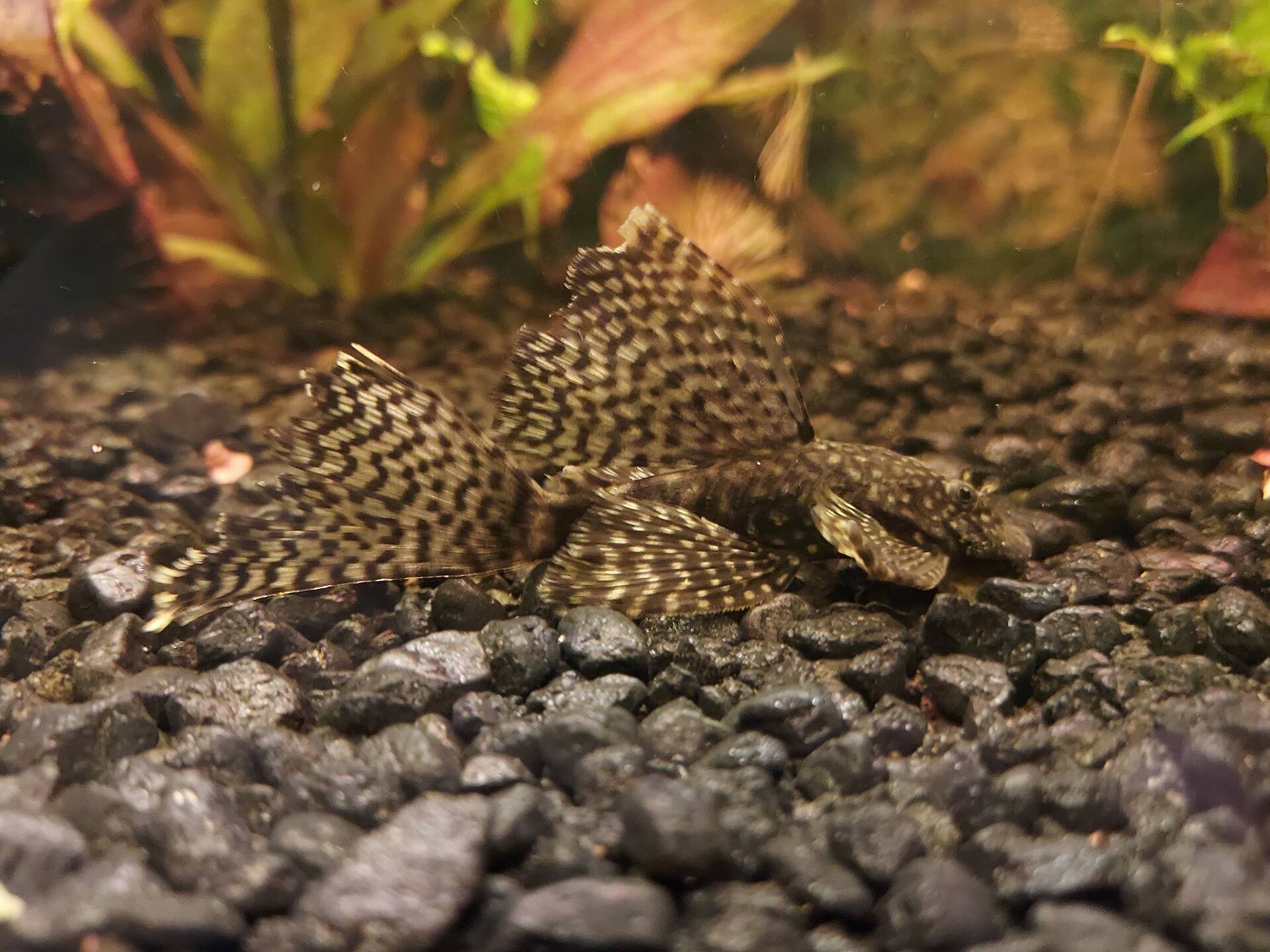 Brown Longfin Bristlenose