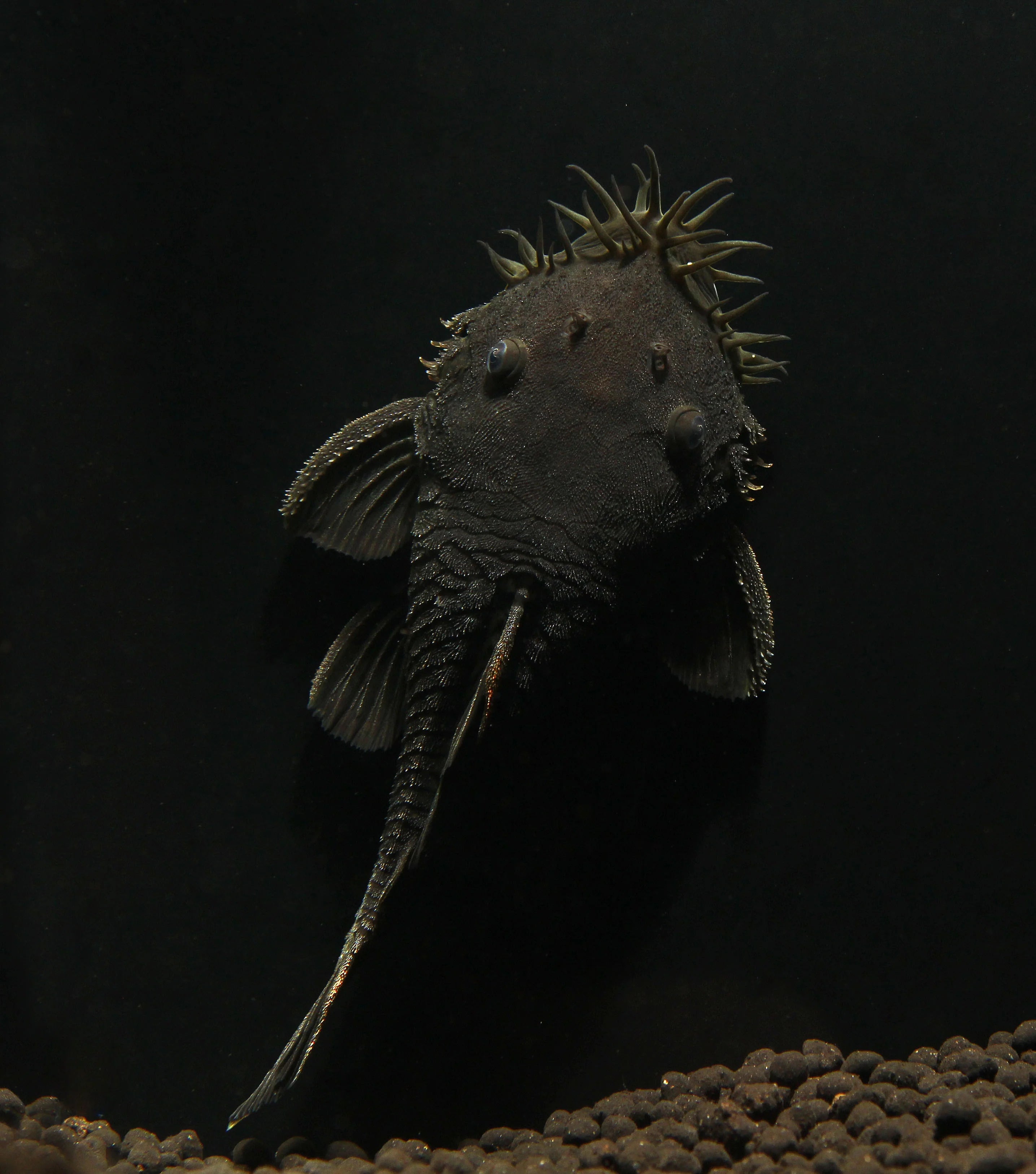 Medusa Pleco L34