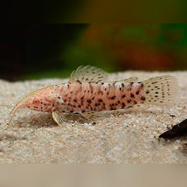 Spotted hoplo catfish with pale pink body, dark speckled markings and long barbels resting on sandy substrate in freshwater aquarium background