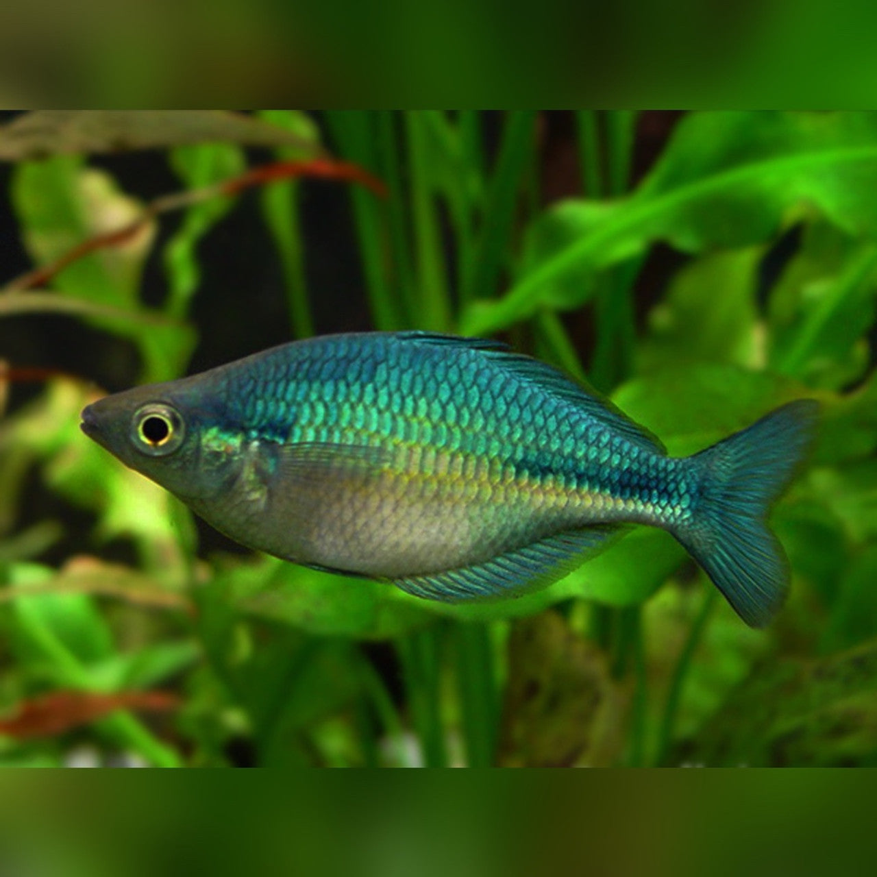 Blue Lacustris Rainbow