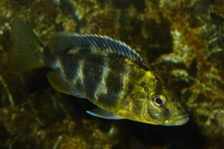 Nimbochromis Venustus (Giraffe Cichlid)