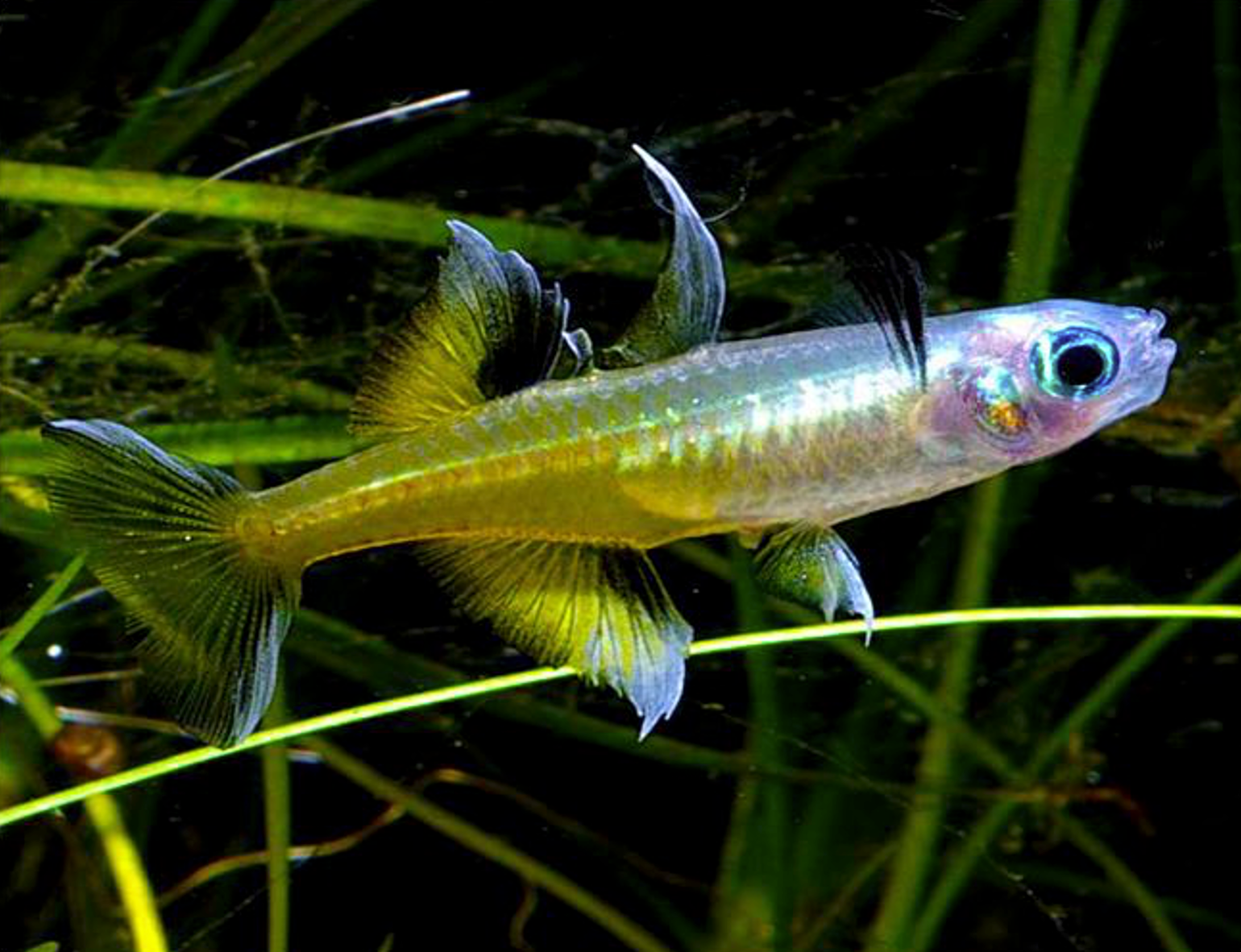Pacific Blue Eye Rainbowfish