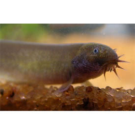 Black Kuhli Loach