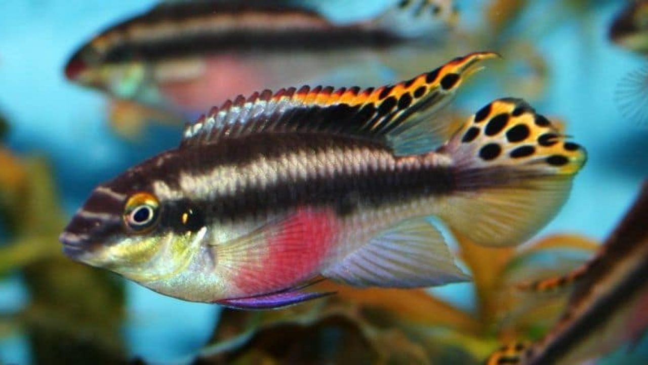 Kribensis Cichlid