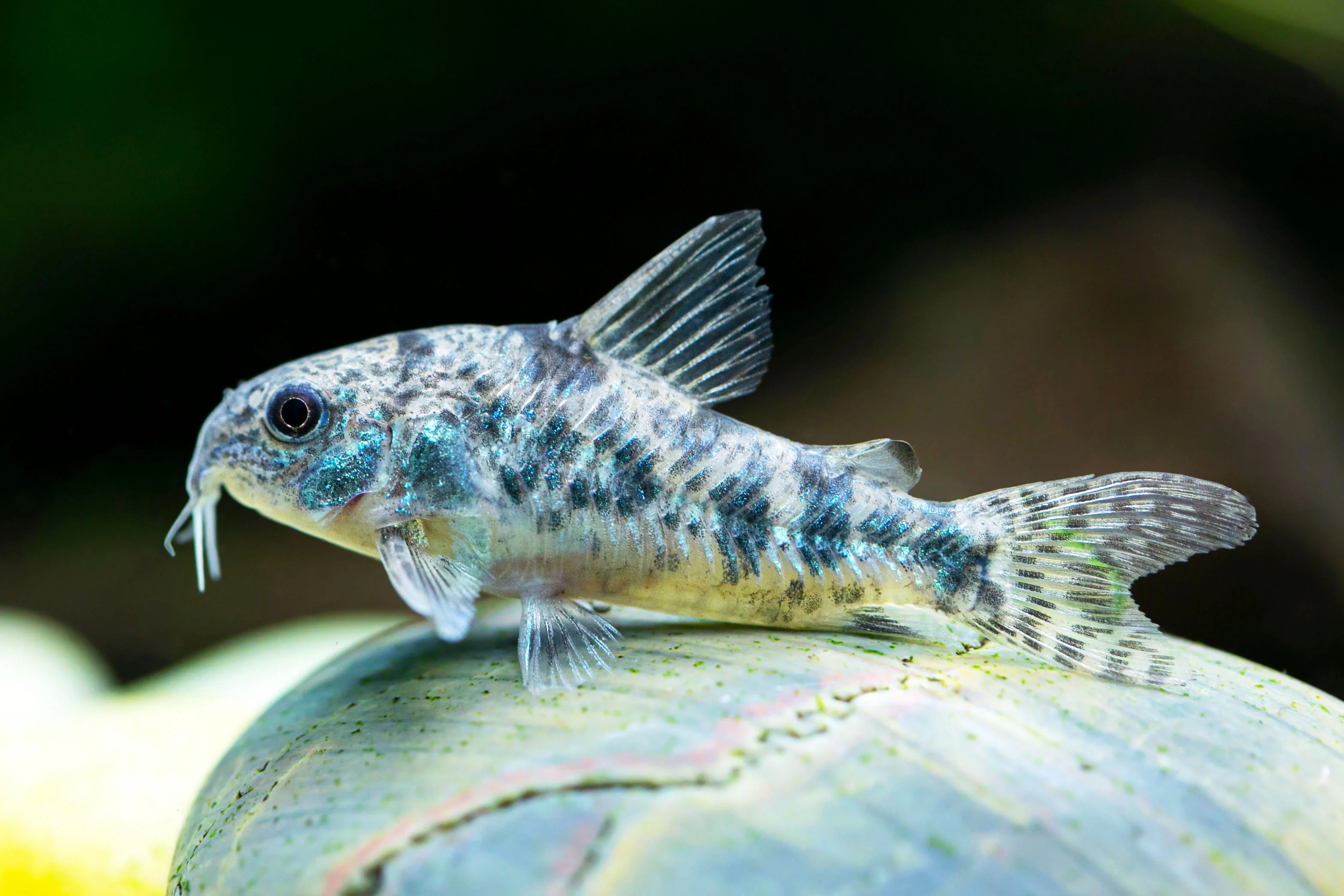 Peppered Corydoras
