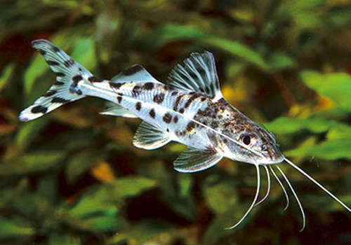 Pictus Catfish