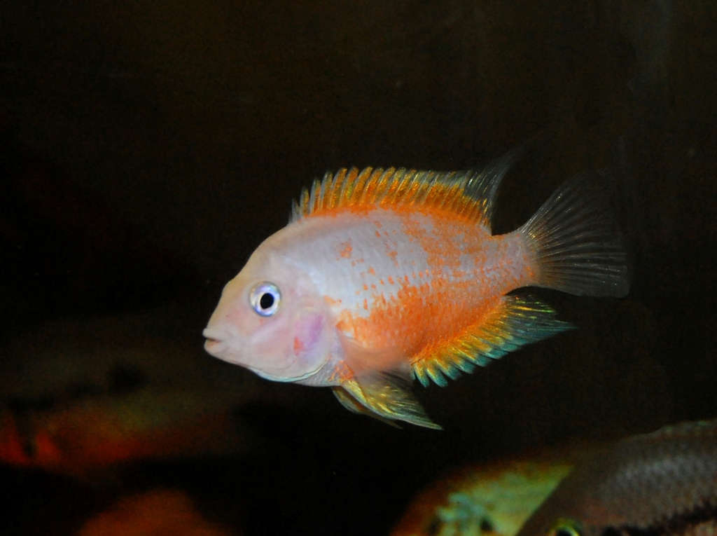 Pink Convict Cichlid