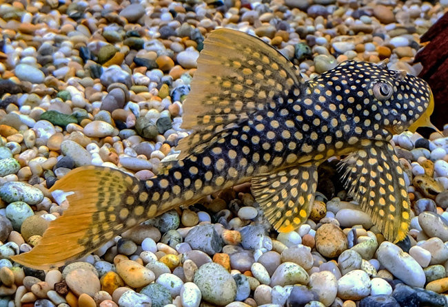 Sunshine Pleco (L014)