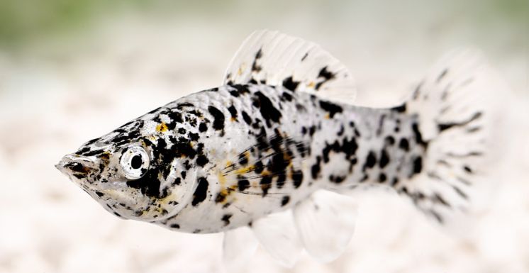Dalmatian Molly
