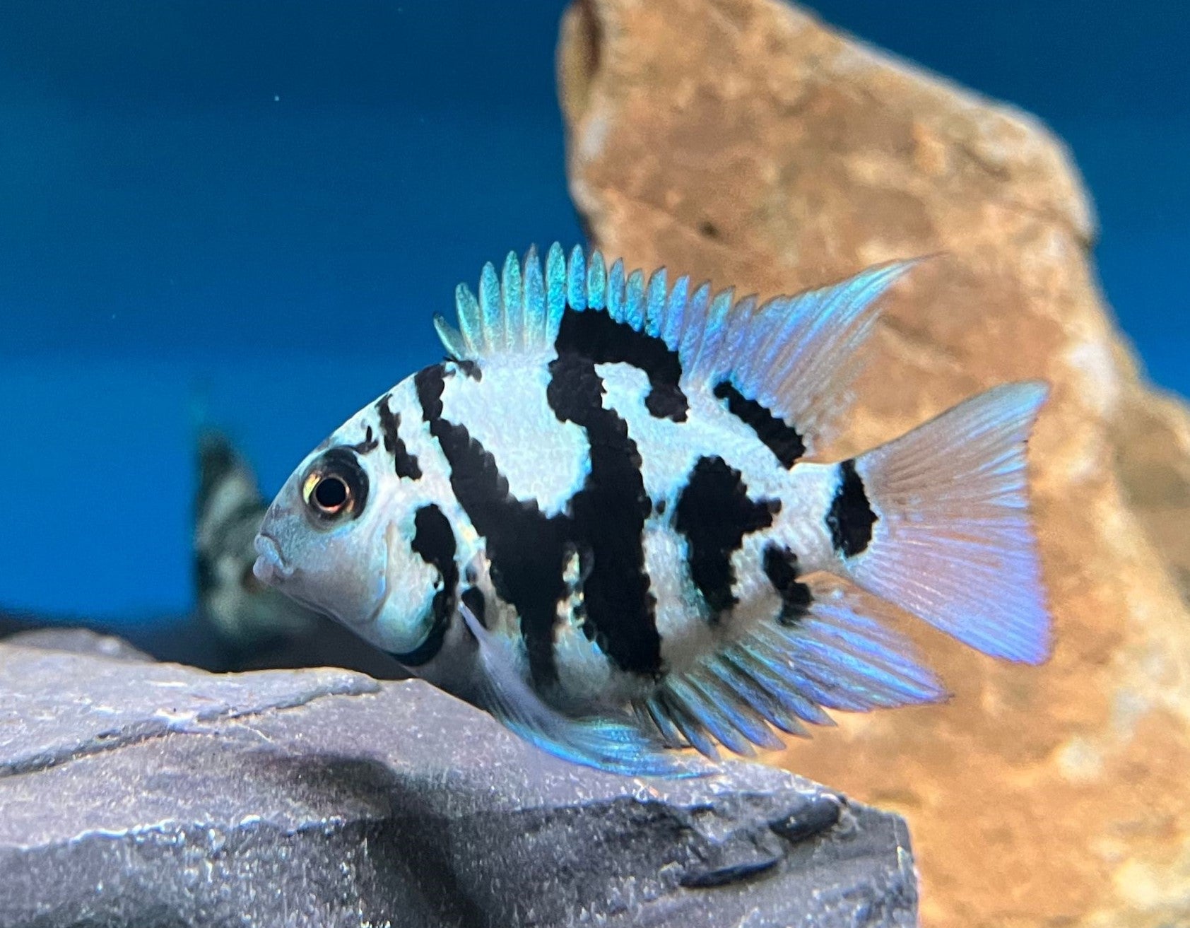 Blue Polar Parrot (Small)
