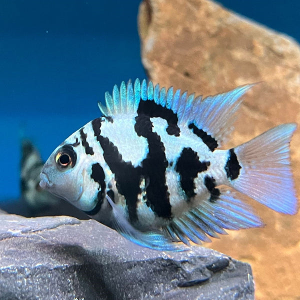 Blue Polar Parrot (Small)