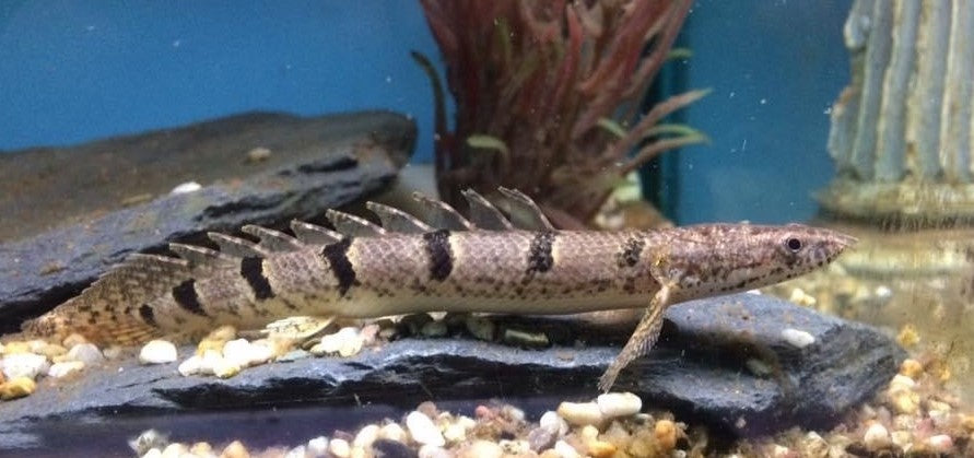 Delhezi Bichir