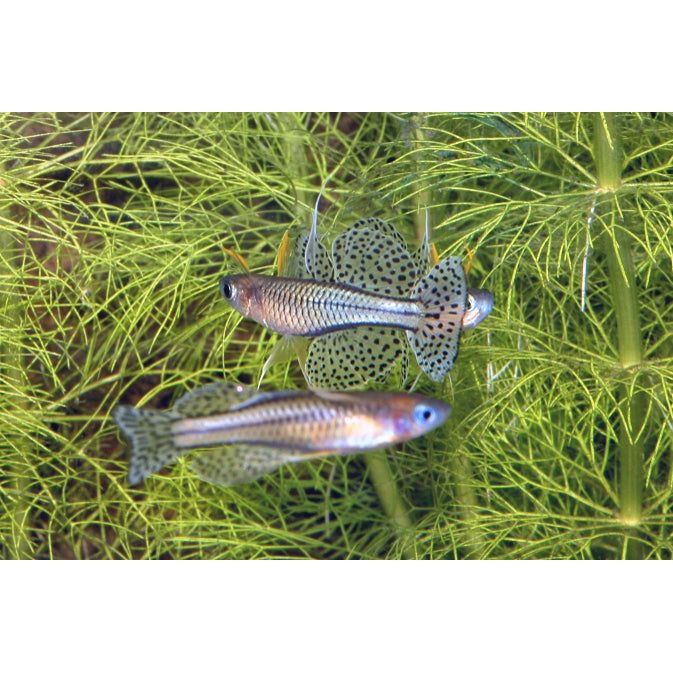 Gertrude's Spotted Blue Eye Rainbowfish (Pseudomugil gertrudae)