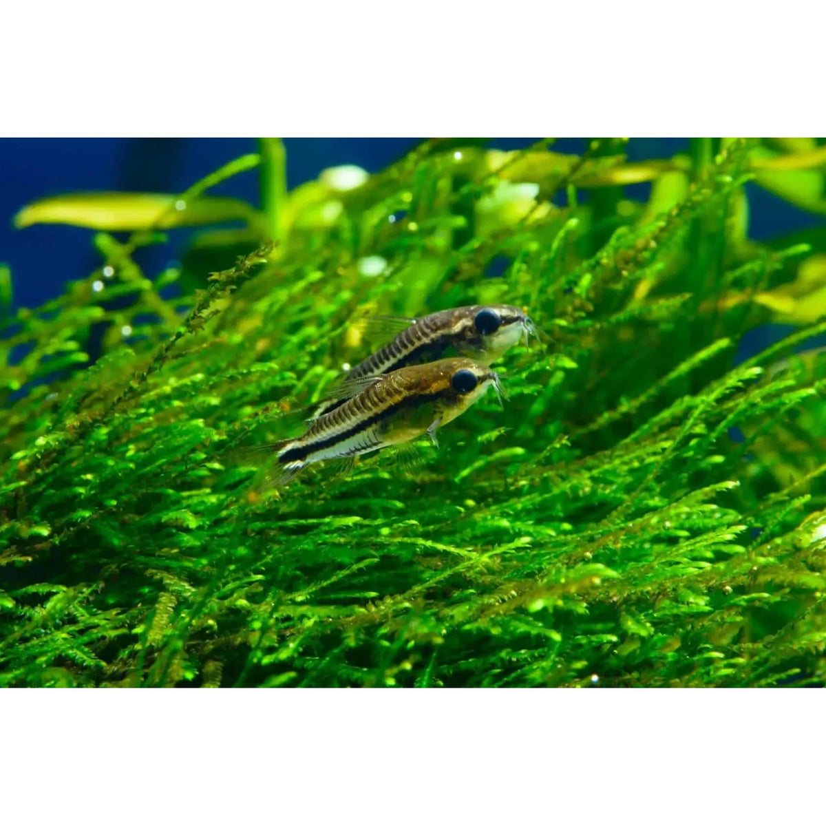 Pygys Fish Pygmy Corydoras