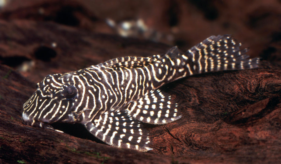 Queen Arabesque Pleco (L260)