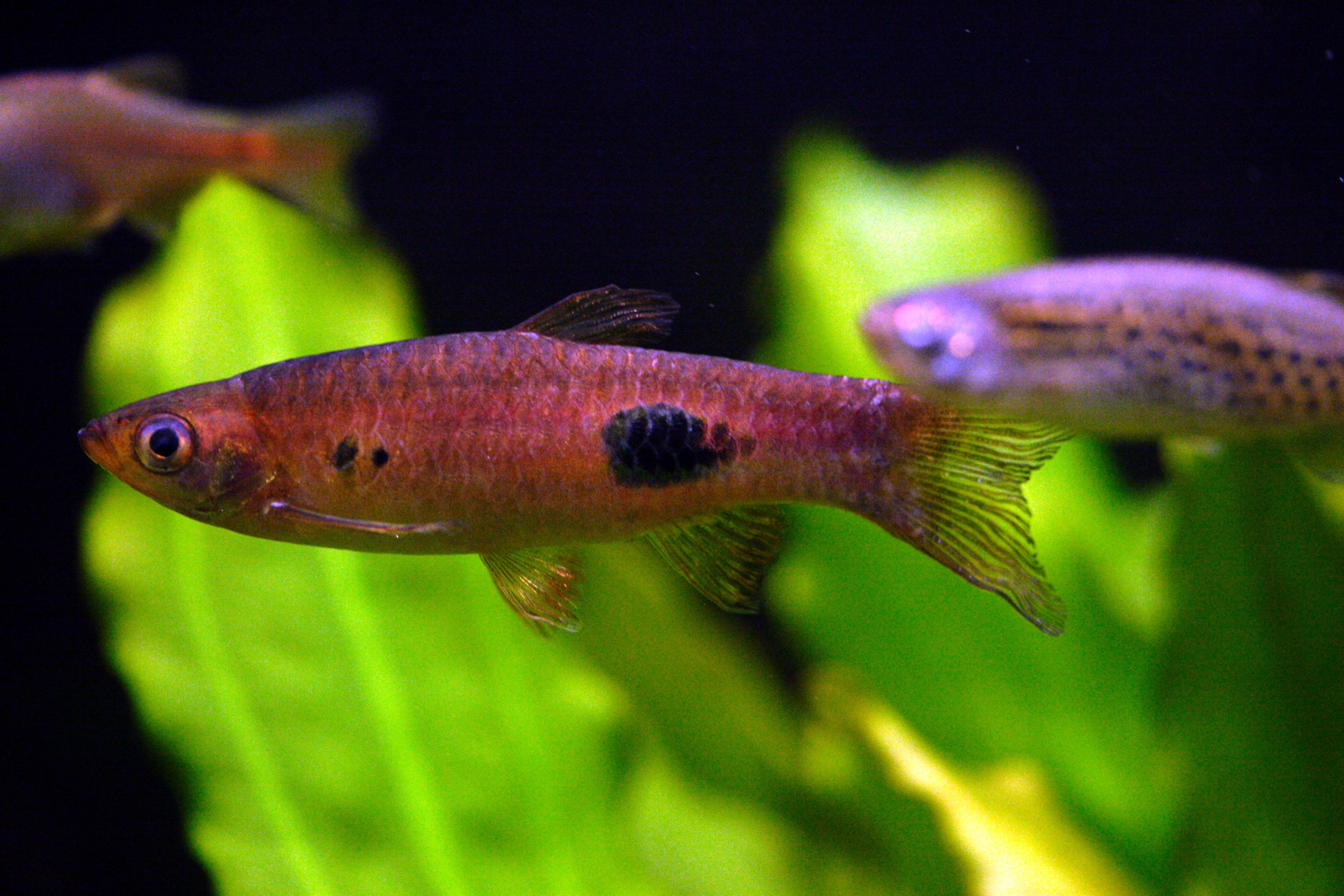 Small fish with a red body and black spot in an aquarium setting