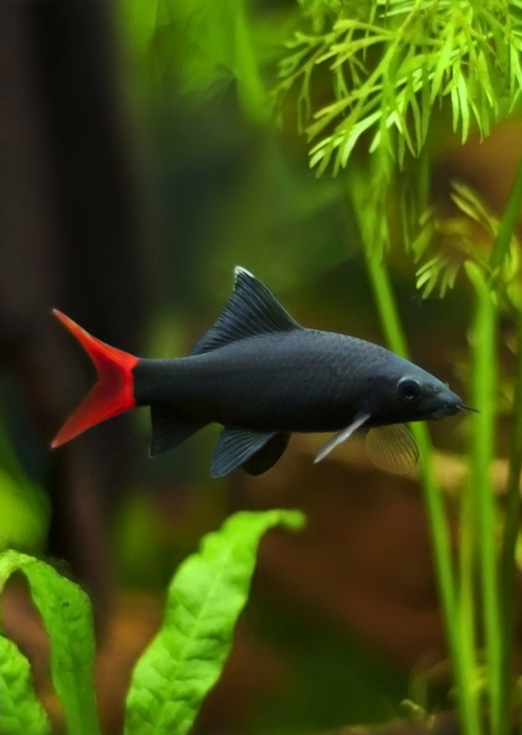 Red Tail Black Shark