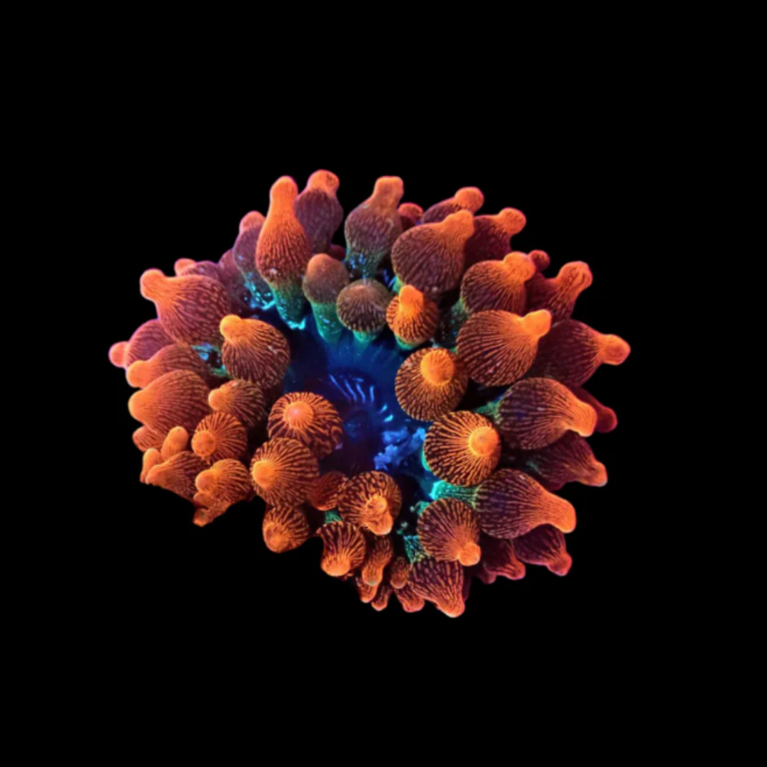 Rose Bubble Tip Anemone