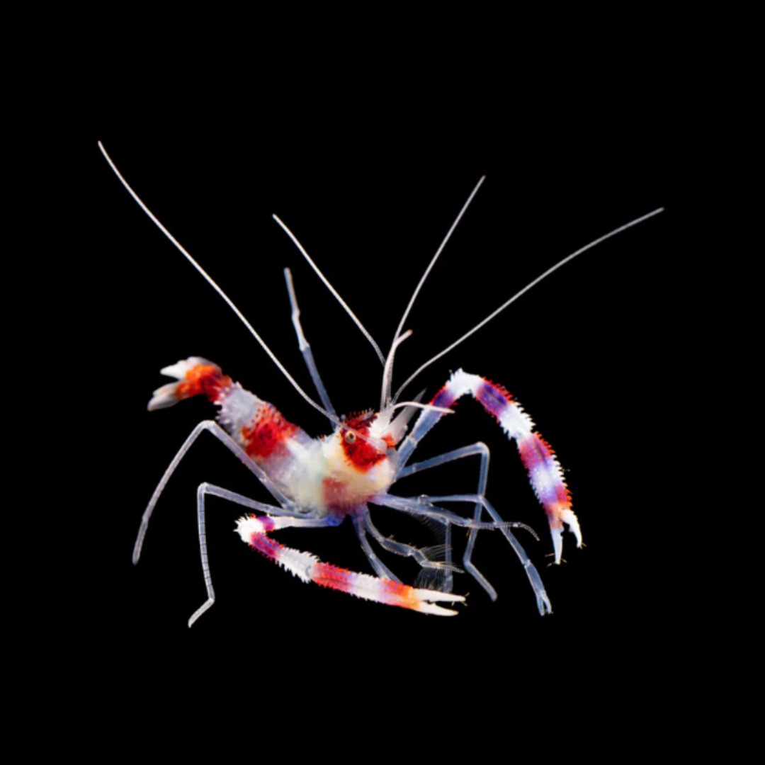 Banded Coral Shrimp