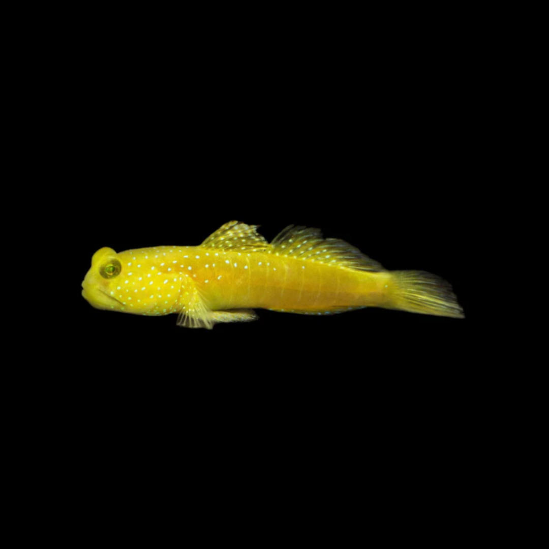 Yellow Shrimp Goby