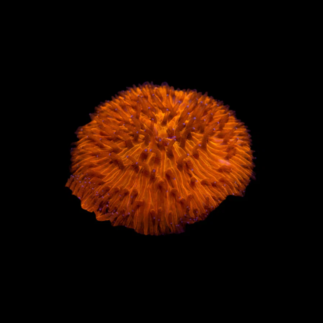 Toxic Orange Fungia Plate Coral
