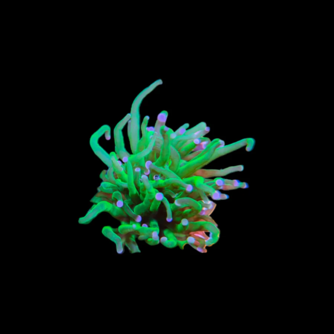 Green Torch