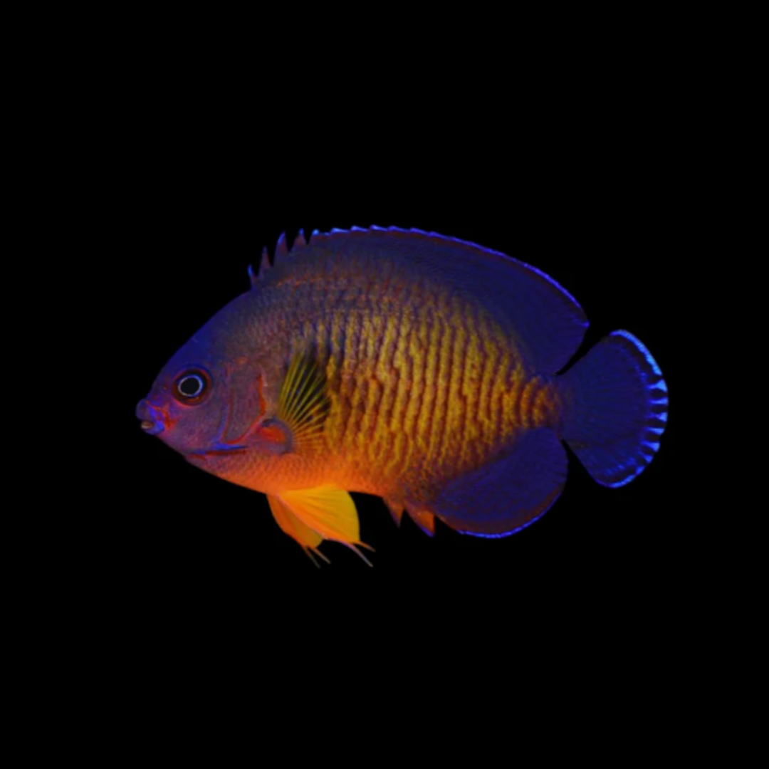 Coral Beauty Angelfish