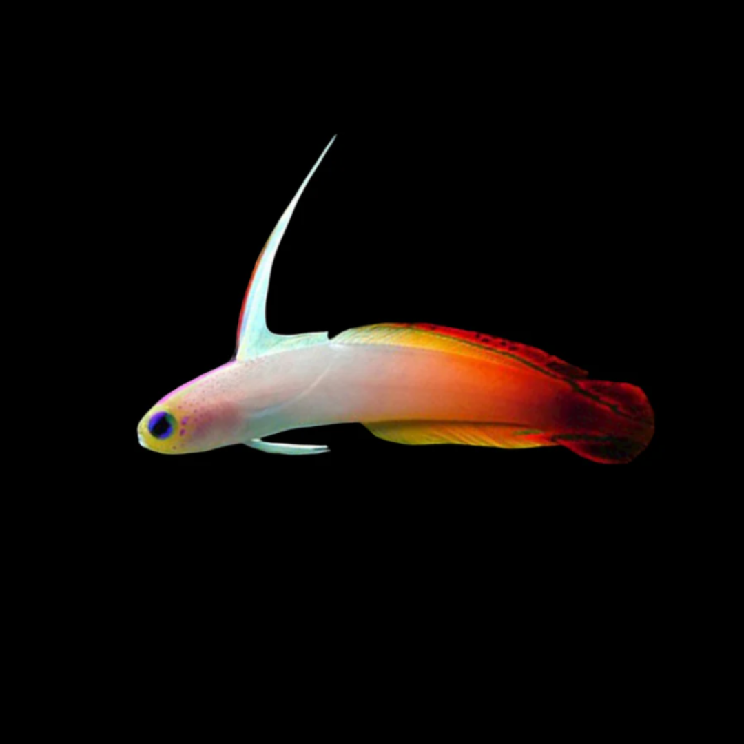 Red Firefish