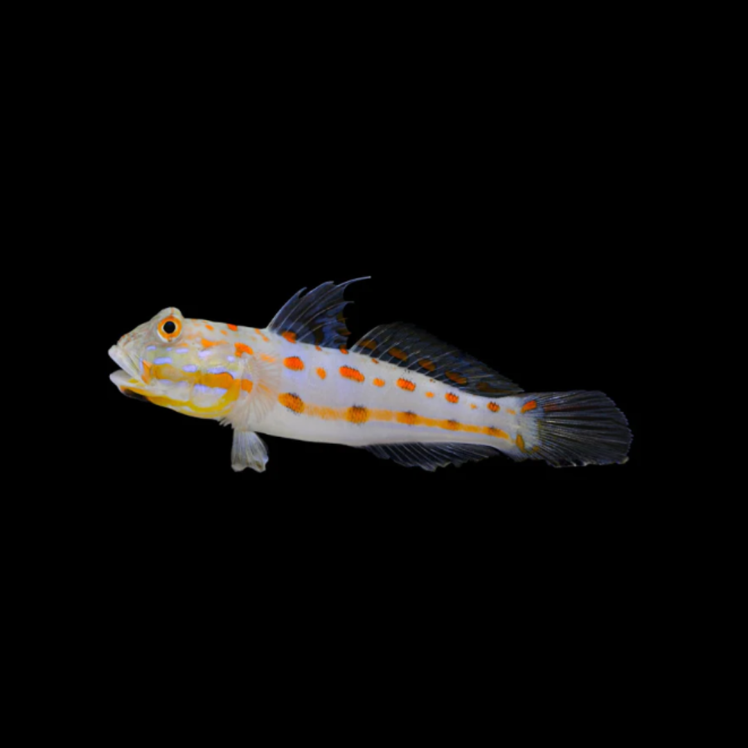 Diamond Watchman Goby