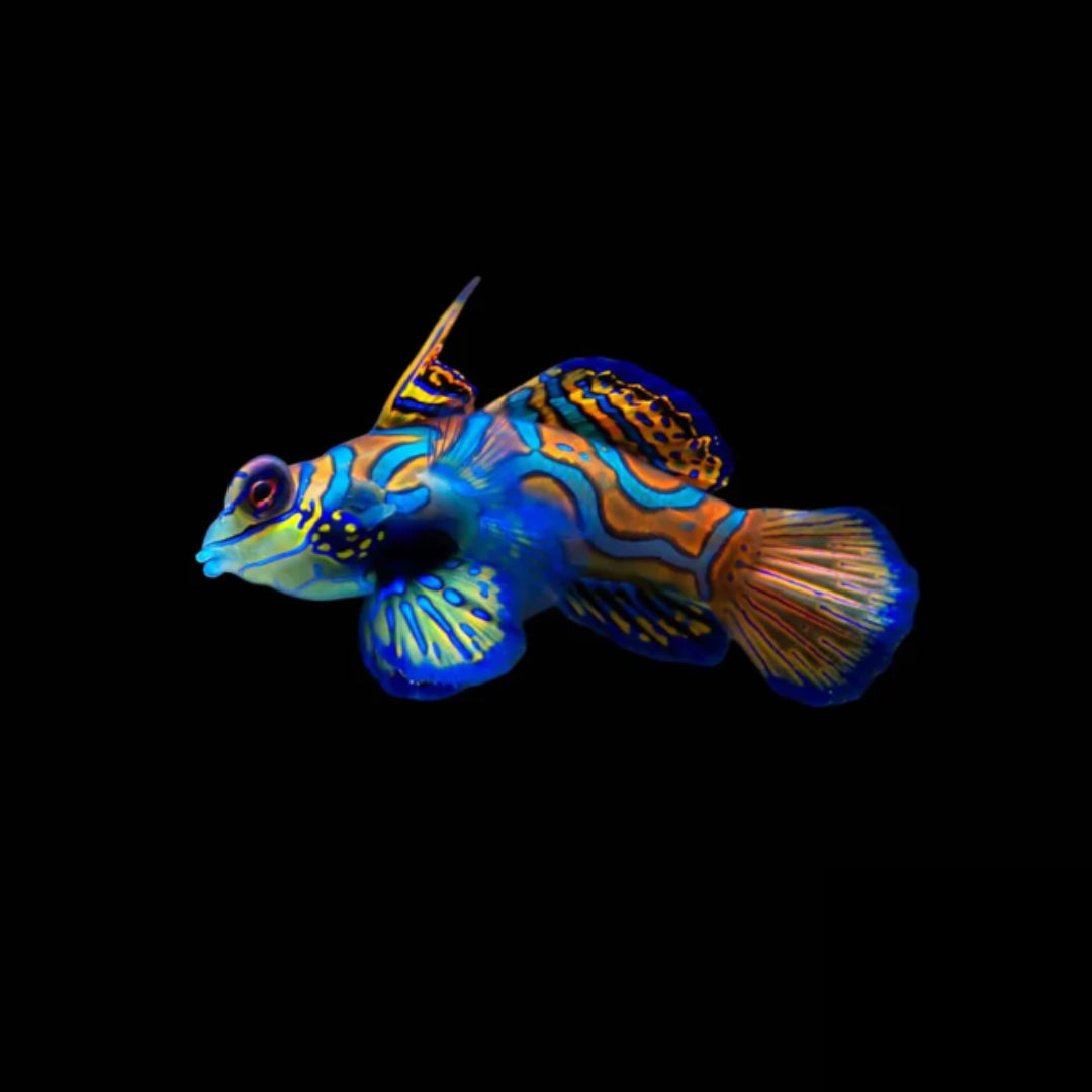 Green Mandarin Dragonet