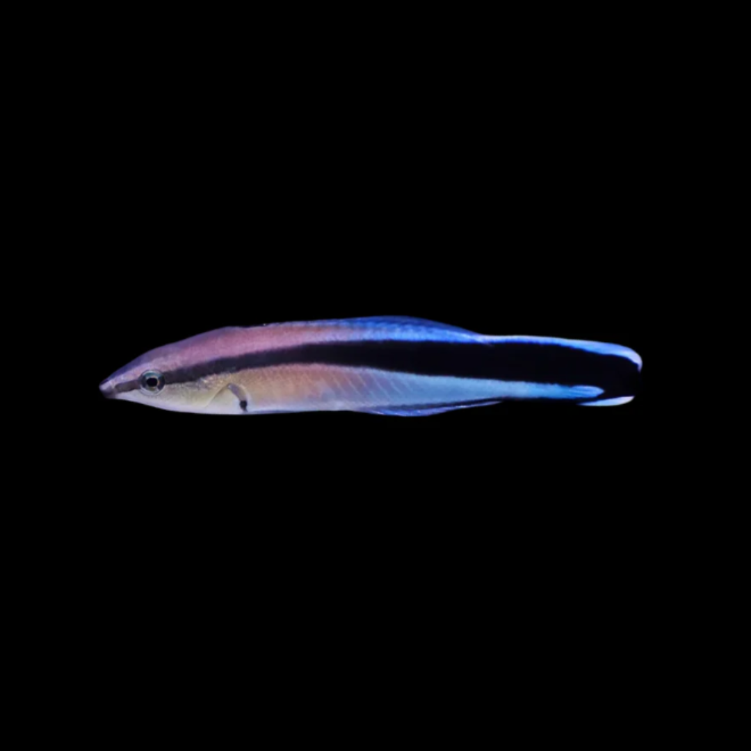 Bluestreak Cleaner Wrasse