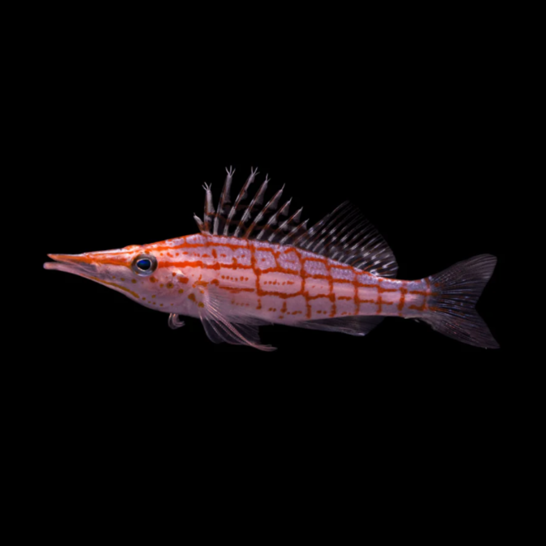 Longnose Hawkfish