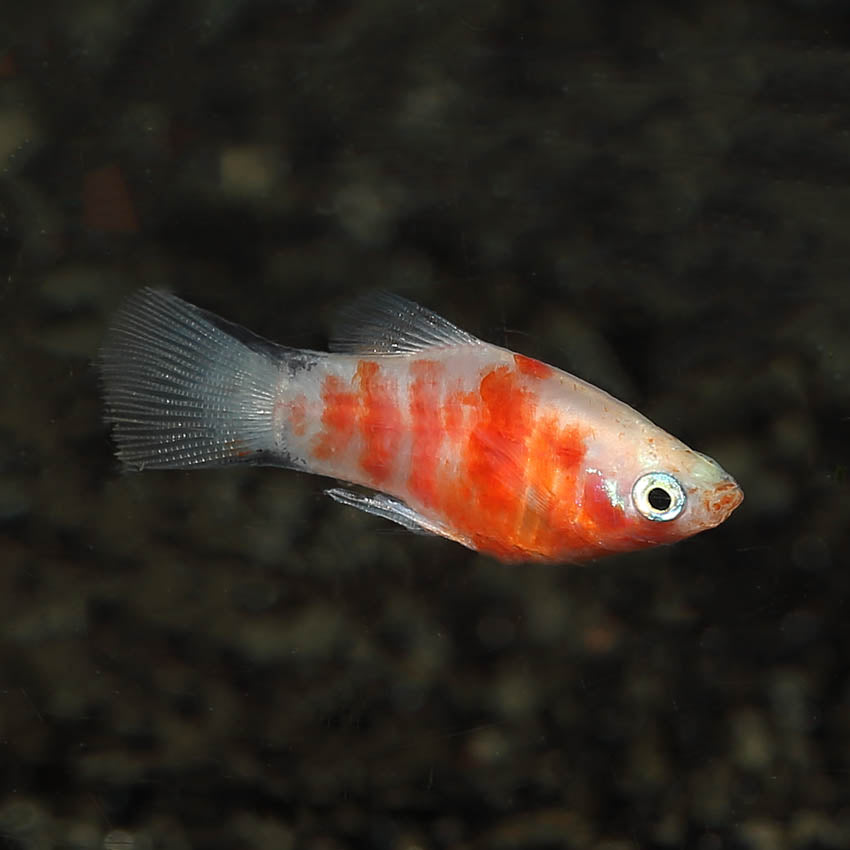 Red Tiger Zebra Platy