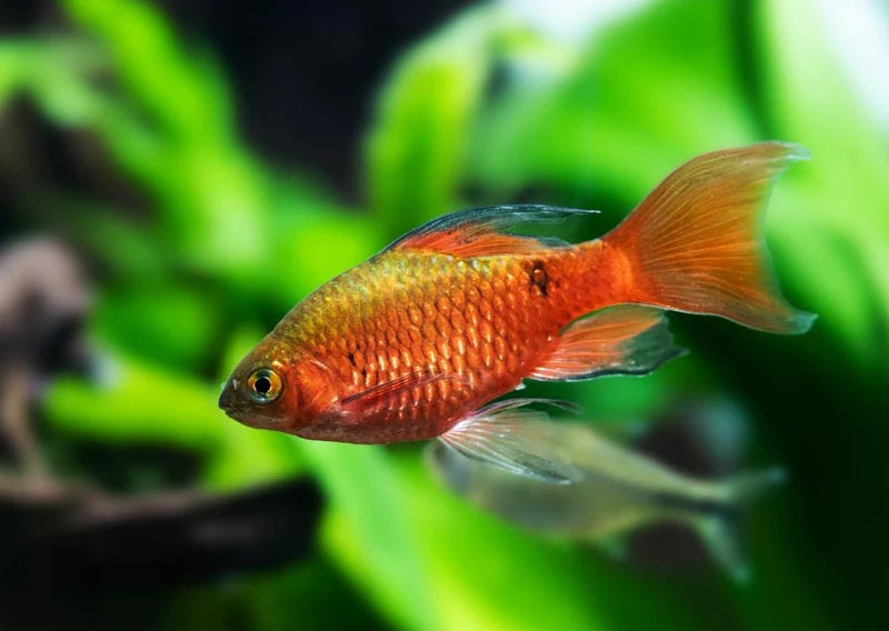 Rosy Barb