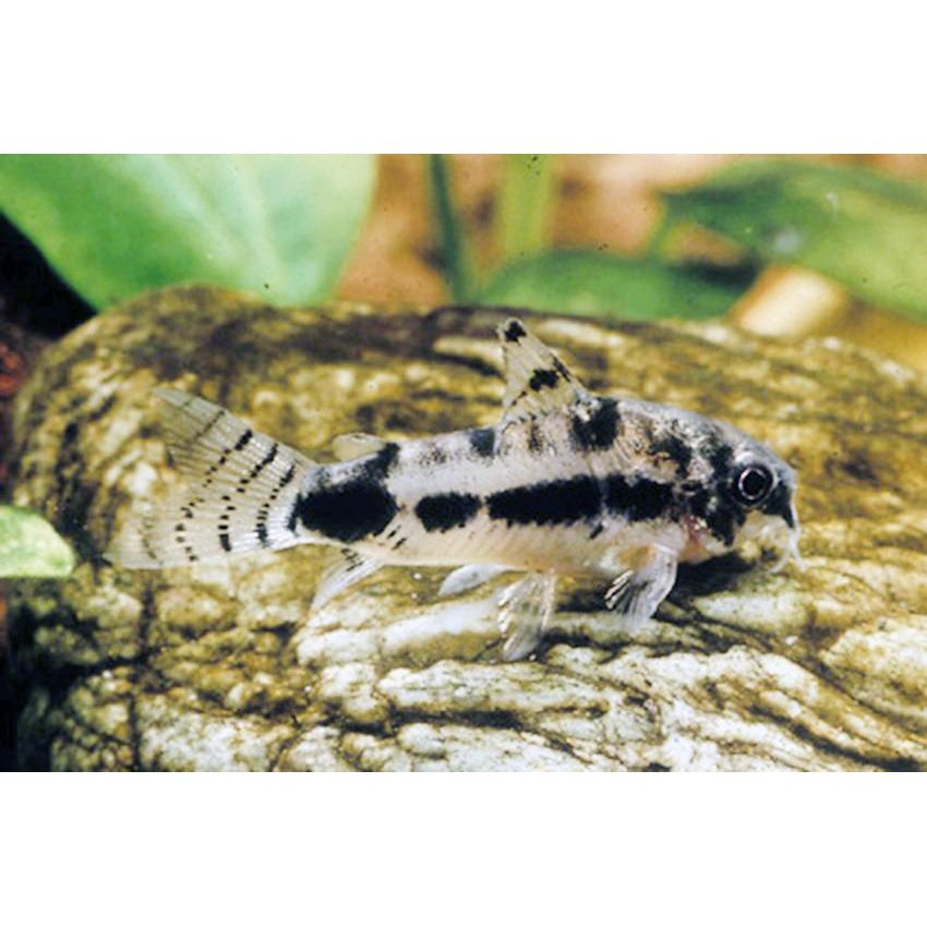 Salt and Pepper Corydoras (Corydoras habrosus)