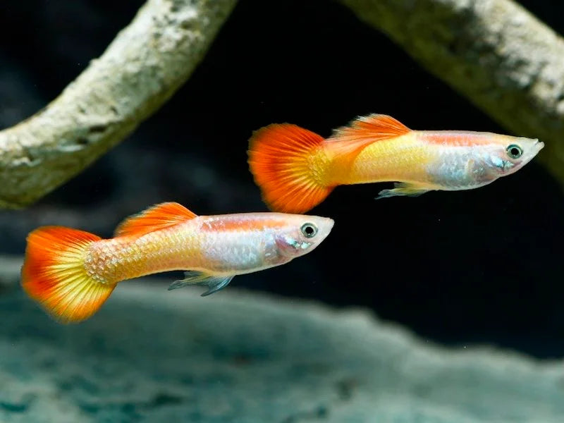 Fancy Guppy Pair (Sunset)