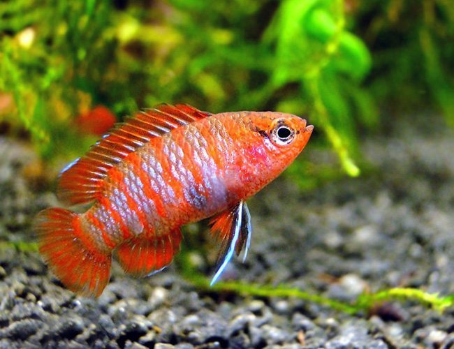 Scarlett Badis