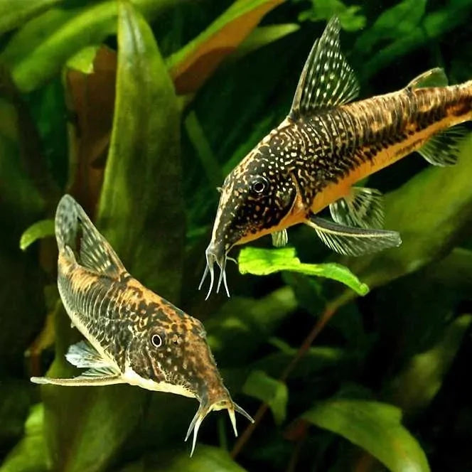 Banded Corydoras (Scleromystax Barbatus)