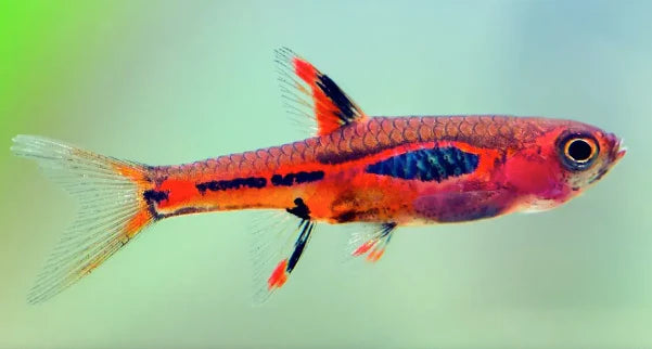 Chilli Rasbora