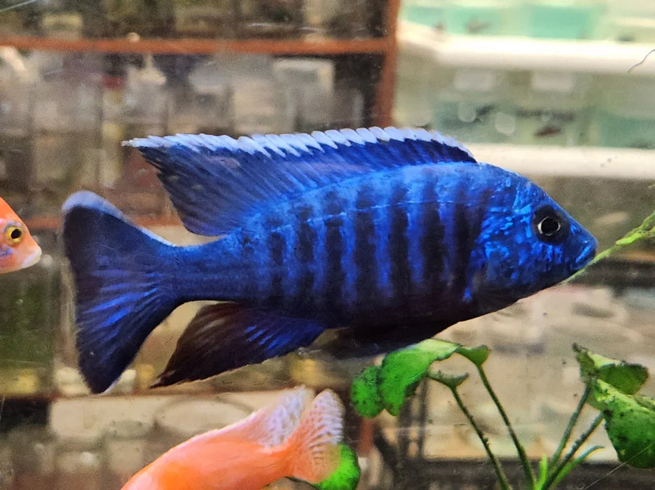 Blue Peacock Cichlid