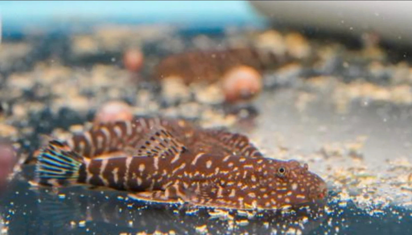 Hillstream Loach (Borneo Sucker)