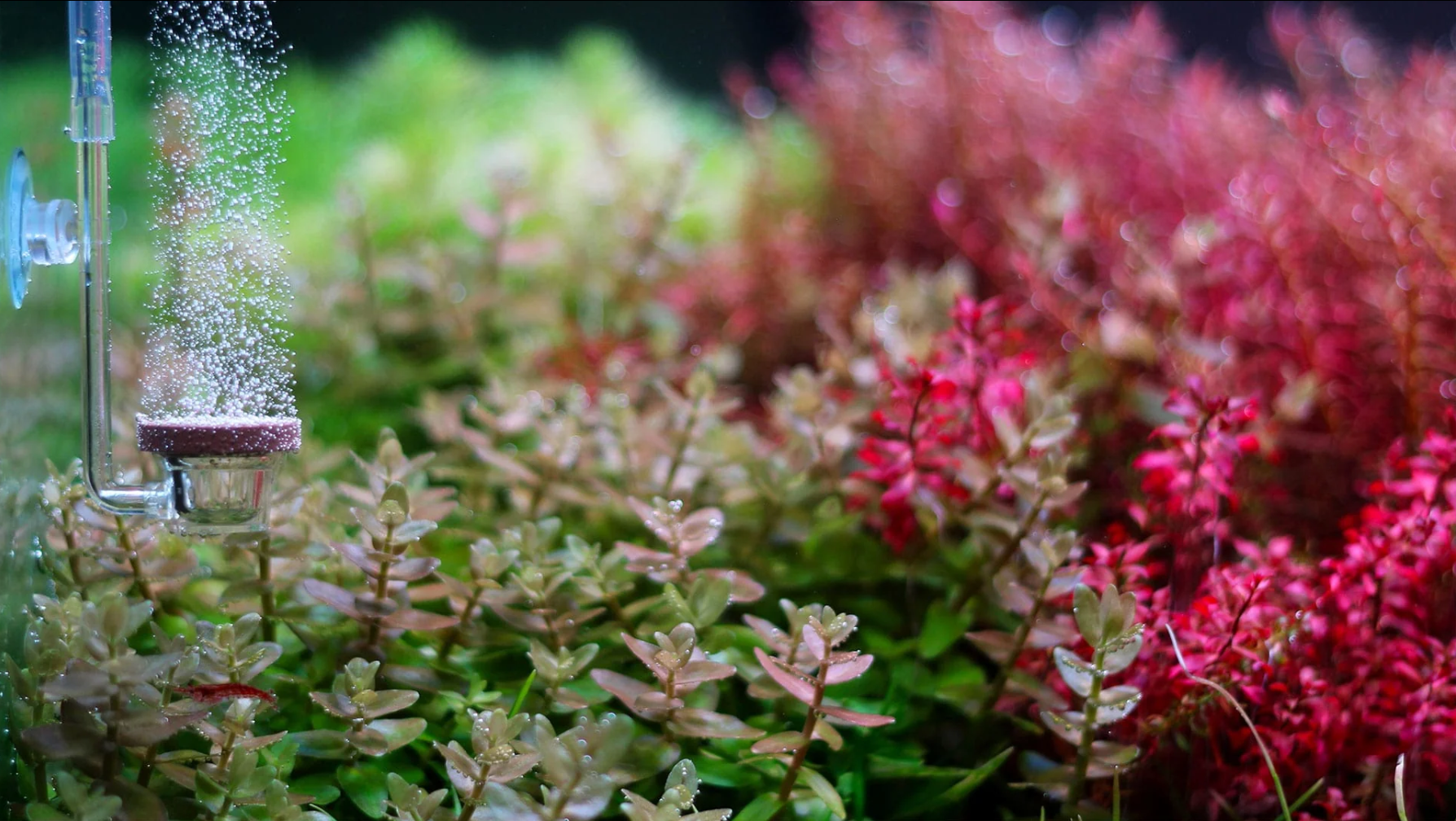 Twinstar Neo Co2 Diffuser