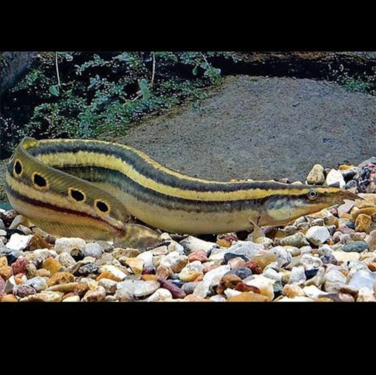 Indian / Banded Spiny Eel