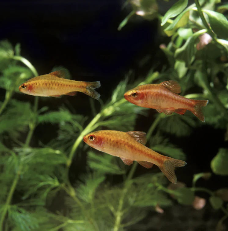 Cherry Barb